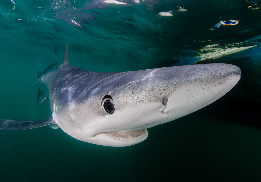 Rhode Island Blue Sharks